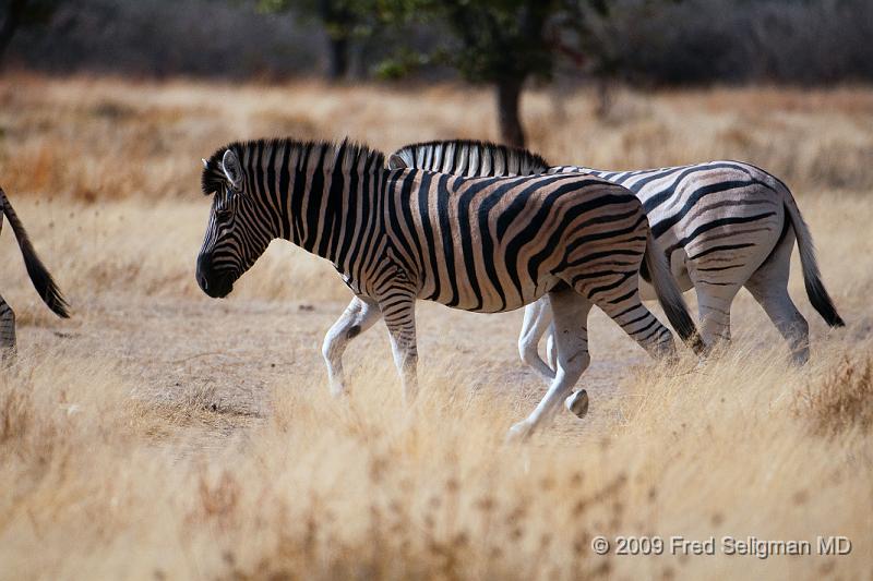 20090610_103028 D300 X1.jpg - The Zebra has great stamina and does not tire easily.  It runs in a zig-zag pattern to confuse the animal chasing